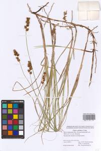 Carex colchica J.Gay, Eastern Europe, Lower Volga region (E9) (Russia)