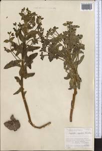 Euphorbia rapulum Kar. & Kir., Middle Asia, Pamir & Pamiro-Alai (M2) (Uzbekistan)