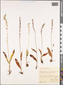 Herminium monorchis (L.) R.Br., Siberia, Russian Far East (S6) (Russia)