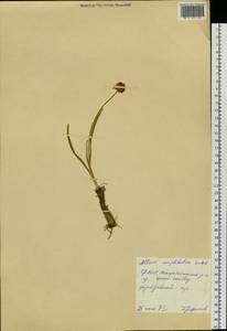 Allium amphibolum Ledeb., Siberia, Altai & Sayany Mountains (S2) (Russia)