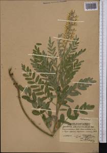 Sophora alopecuroides L., Middle Asia, Northern & Central Tian Shan (M4) (Kyrgyzstan)