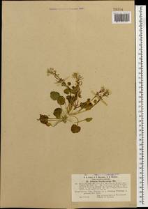 Alliaria taurica (Adam) V. I. Dorof., Caucasus, Dagestan (K2) (Russia)