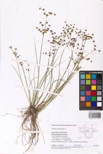 Juncus articulatus L., Eastern Europe, Central region (E4) (Russia)