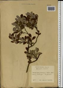 Salix aurita × livida, Eastern Europe, Central region (E4) (Russia)