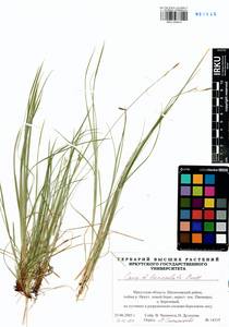 Carex lanceolata Boott, Siberia, Baikal & Transbaikal region (S4) (Russia)