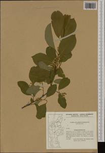 Prunus serotina Ehrh., Western Europe (EUR) (Denmark)