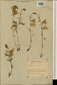 Campanula sarmatica Ker Gawl., Caucasus, Azerbaijan (K6) (Azerbaijan)