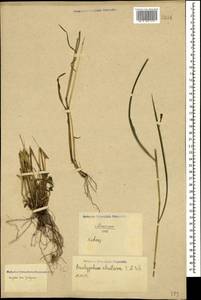 Brachypodium sylvaticum (Huds.) P.Beauv., Caucasus, North Ossetia, Ingushetia & Chechnya (K1c) (Russia)