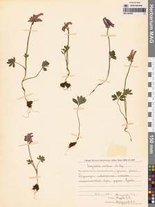 Corydalis arctica Popov, Siberia, Chukotka & Kamchatka (S7) (Russia)