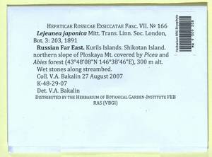 Lejeunea japonica Mitt., Bryophytes, Bryophytes - Russian Far East (excl. Chukotka & Kamchatka) (B20) (Russia)