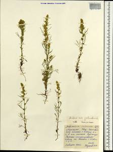 Artemisia palustris L., Mongolia (MONG) (Mongolia)