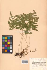 Gymnocarpium robertianum (Hoffm.) Newman, Siberia, Russian Far East (S6) (Russia)