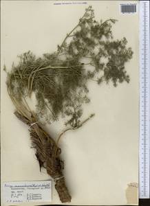 Prangos pabularia subsp. sarawschanica (Regel & Schmalh.) Lyskov & Pimenov, Middle Asia, Pamir & Pamiro-Alai (M2) (Tajikistan)