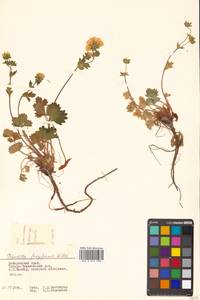 Potentilla fragiformis Willd. ex D. F. K. Schltdl., Siberia, Russian Far East (S6) (Russia)