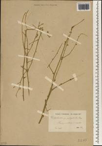 Anthochlamys polygaloides (Fisch. & C. A. Mey.) Fenzl, South Asia, South Asia (Asia outside ex-Soviet states and Mongolia) (ASIA) (Iran)