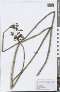 Schoenoplectus tabernaemontani (C.C.Gmel.) Palla, Siberia, Russian Far East (S6) (Russia)