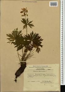 Anemonastrum narcissiflorum subsp. fasciculatum (L.) Raus, Caucasus, Armenia (K5) (Armenia)