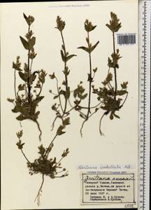 Gentianella umbellata, Caucasus, Stavropol Krai, Karachay-Cherkessia & Kabardino-Balkaria (K1b) (Russia)