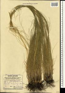 Stipa pontica P.A.Smirn., Crimea (KRYM) (Russia)