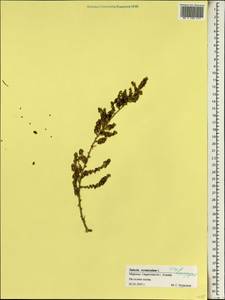 Nitrosalsola vermiculata (L.) Theodorova, Africa (AFR) (Morocco)
