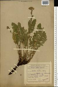 Potentilla pimpinelloides L., Eastern Europe, Central forest-and-steppe region (E6) (Russia)