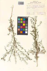 Lepidium ruderale L., Siberia, Russian Far East (S6) (Russia)