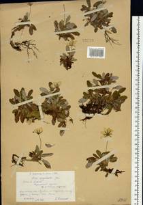 Dryas octopetala subsp. oxyodonta (Juz.) Hultén, Siberia, Western (Kazakhstan) Altai Mountains (S2a) (Kazakhstan)