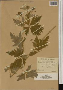 Aconitum variegatum L., Western Europe (EUR) (France)