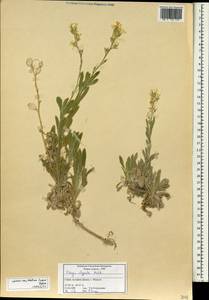 Fibigia clypeata (L.) Medik., South Asia, South Asia (Asia outside ex-Soviet states and Mongolia) (ASIA) (Syria)