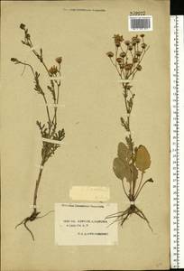 Jacobaea vulgaris subsp. vulgaris, Eastern Europe, South Ukrainian region (E12) (Ukraine)