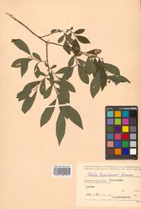 Salix taraikensis Kimura, Siberia, Russian Far East (S6) (Russia)