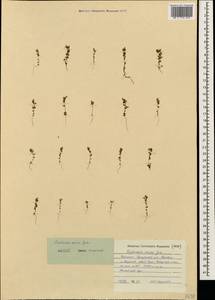 Euphrasia ossica Juz. ex Ganeschin, Caucasus, Dagestan (K2) (Russia)