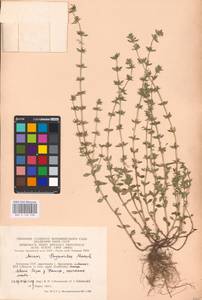 MHA 0 156 538, Clinopodium acinos (L.) Kuntze, Eastern Europe, Lithuania (E2a) (Lithuania)