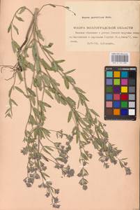 MHA 0 155 688, Nepeta ucranica subsp. parviflora (M.Bieb.) M.Masclans de Bolos, Eastern Europe, Lower Volga region (E9) (Russia)