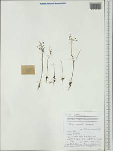 Paramollugo nudicaulis (Lam.) Thulin et al., Australia & Oceania (AUSTR) (New Caledonia)
