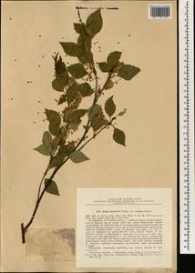 Betula pubescens var. litwinowii (Doluch.) Ashburner & McAll., South Asia, South Asia (Asia outside ex-Soviet states and Mongolia) (ASIA) (Turkey)