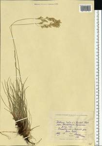 Festuca rubra L., Eastern Europe, North Ukrainian region (E11) (Ukraine)