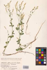 Melilotus officinalis (L.) Lam., Eastern Europe, Lower Volga region (E9) (Russia)