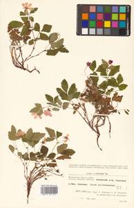 Rubus arcticus L., Siberia, Chukotka & Kamchatka (S7) (Russia)