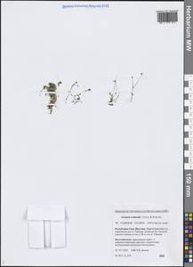 Arenaria redowskii Cham. & Schltdl., Siberia, Yakutia (S5) (Russia)