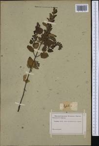 Scutellaria albida L., Western Europe (EUR) (Not classified)