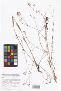 Galium octonarium (Klokov) Pobed., Eastern Europe, Central forest-and-steppe region (E6) (Russia)