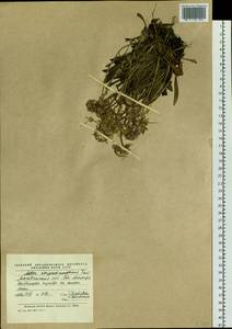 Aster alpinus var. serpentimontanus (Tamamsch.) Y. Ling, Siberia, Chukotka & Kamchatka (S7) (Russia)