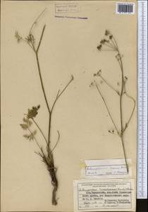Aulacospermum roseum Korovin, Middle Asia, Pamir & Pamiro-Alai (M2) (Tajikistan)