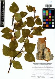 Betula ermanii var. lanata Regel, Siberia, Baikal & Transbaikal region (S4) (Russia)