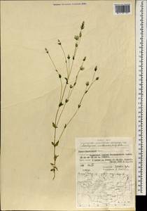 Lomatogonium carinthiacum (Wulfen) Reichenb., Mongolia (MONG) (Mongolia)