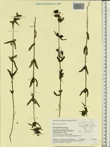 Rhinanthus minor L., Eastern Europe, Central region (E4) (Russia)