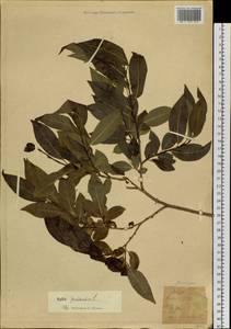 Salix pentandra L., Siberia, Western (Kazakhstan) Altai Mountains (S2a) (Kazakhstan)