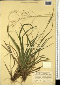 Achnatherum virescens (Trin.) Banfi, Galasso & Bartolucci, Caucasus, Black Sea Shore (from Novorossiysk to Adler) (K3) (Russia)