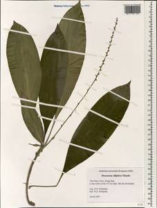 Dracaena elliptica Thunb. & Dalm., South Asia, South Asia (Asia outside ex-Soviet states and Mongolia) (ASIA) (Vietnam)
